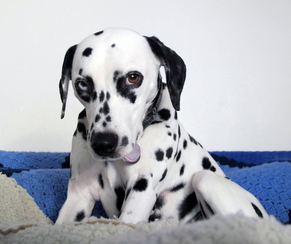 The Vicious Circle of Spots